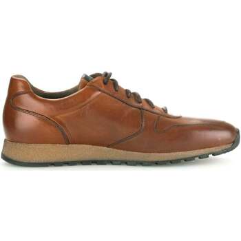 Schoenen Heren Sneakers Pius Gabor 0496.13.11 Bruin